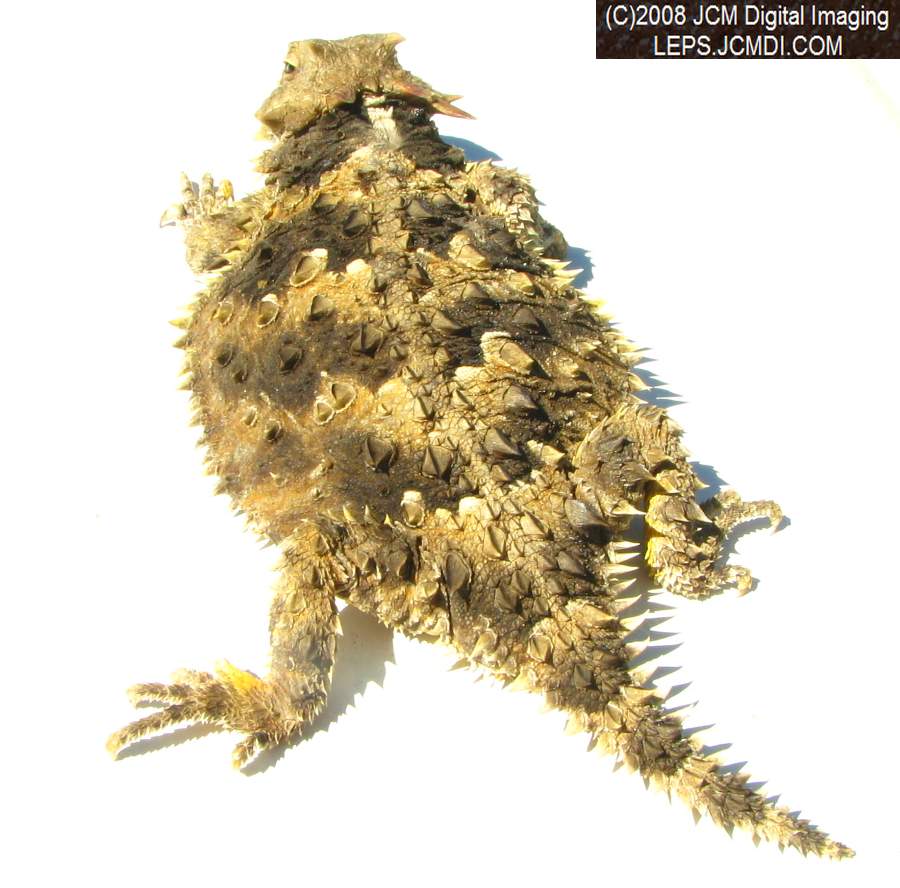 A Horned Lizard, filmed at Bear Divide, near Newhall CA
